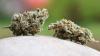 Das Landratsamt Bamberg hat einem oberfränkischen Cannabis-Club untersagt, weiter Hanf anzubauen und an Mitglieder abzugeben. (Symbolbild)