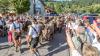 Beim Viehscheid in Missen kehrten am Samstag insgesamt vier Herden ins Tal zurück. Impressionen vom Viehscheid in Missen-Wilhams. Beim Viehscheid in Missen kehrten am Samstag insgesamt vier Herden ins Tal zurück. Impressionen vom Viehscheid in Missen-Wilhams.