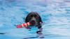 Ohne Impfpass und Hundemarke ging es für die Vierbeiner nicht in Wasser.