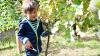 Stolz halfen die Vorschulkinder der Kindertagesstätte St. Marien bei der Weinlese am Schauweinberg unter Anleitung in Grünsfeld mit.