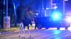 Elch "Emil" steht vor einem Polizeiwagen auf einer Straße (Archivbild): Am Montag wurde das Tier betäubt und nach Tschechien gebracht. 