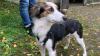 Wieder unter den Lebenden: der Fundhund aus Tiefenstockheim.