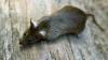 Eine Frau findet in ihrer Küche eine Ratte - und wird von mutmaßlichen Betrügern über den Tisch gezogen. (Symbolbild)