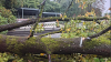 Im Zoologischen Startgarten stürzt eine uralte und tonnenschwere Eiche am Haupteingang auf die Gehwege.