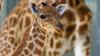 Eine Kordofan-Giraffe ist im Pariser Zoo geboren.