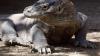 Komodo-Warane sind offiziell als «gefährdet» eingestuft. (Archivbild) Komodo-Warane sind offiziell als «gefährdet» eingestuft. (Archivbild)