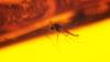 Insekten in Bernstein: Ein Fund aus Ecuador liefert neue Erkenntnisse über die Natur Südamerikas vor über 100 Millionen Jahren.
