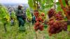 Trauben der Sorte Traminer werden bei der Weinlese in Sachsen geerntet.