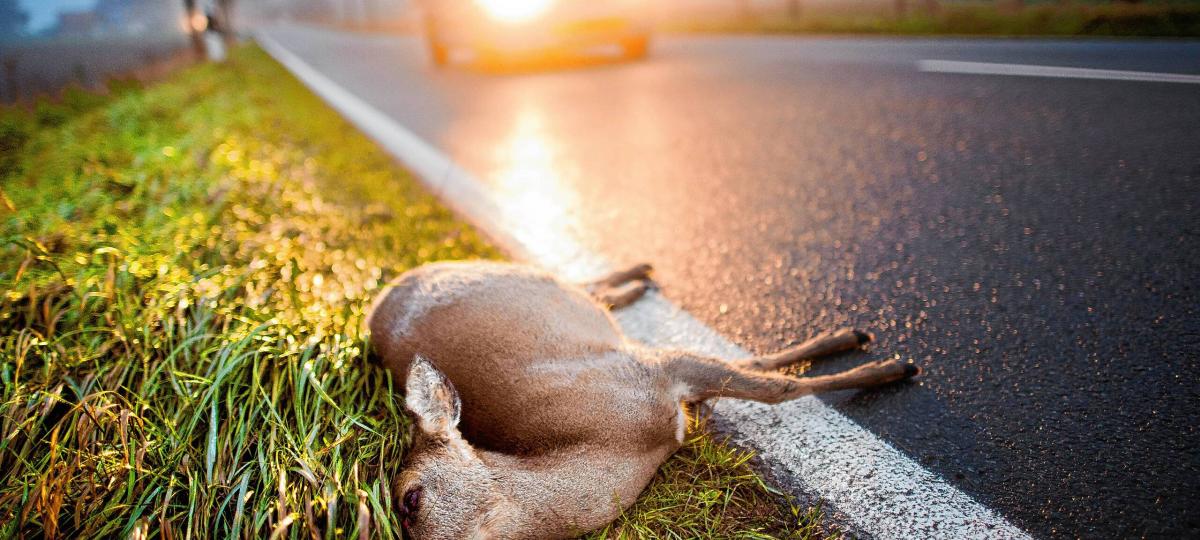 Wo in der Region die meisten Wildunfälle passieren – und warum das eben nicht im Schwarzwald ist