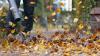 Zürich will den Einsatz nur noch von Oktober bis Dezember erlauben. (Symbolfoto)
