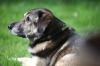 Bislang mussten Hundehalter für einen einzigen Vierbeiner 50 Euro pro Jahr bezahlen. 2026 steigt die Steuer nun.