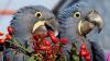 Vogelpark Marlow freut sich über Ara-Nachwuchs