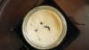 Joghurt-Rezept einmal anders: Man nehme vier Ameisen...