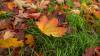 Die Woche startet herbstlich.