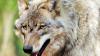 Schon im Juni gab es den Verdacht, ein Wolf habe zwei Rinder im Ostallgäu gerissen.