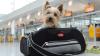 Ab in die Tasche: Kleine Hunde können mitunter in der Kabine mitfliegen.