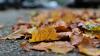 Herbstlaub vor der Haustür – wer muss eigentlich fegen?