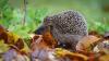 Je naturnaher ein Garten, desto mehr freut sich der Igel. (Archivbild)