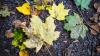 Die Blätter werden bunt, die Winde kalt: der Herbst ist da in Karlsruhe.