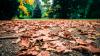 Die Blätter werden bunt, die Winde kalt: der Herbst ist da in Karlsruhe.