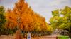 Die Blätter werden bunt, die Winde kalt: der Herbst ist da in Karlsruhe.