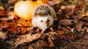 Im Herbst findet der Igel Freude im Laubhaufen. Im Herbst findet der Igel Freude im Laubhaufen.