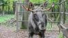 Nun ist er wieder im Wildpark Pforzheim: Elch Erwin. Nun ist er wieder im Wildpark Pforzheim: Elch Erwin.