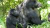 Weibliche Berggorillas können ganz schön alt werden - wie hier im Bwindi Impenetrable Nationalpark. (Archivbild)