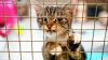 Aus Sicht von Tierheimen könnte die Katzenschutzverordnung helfen, die Einrichtungen zu entlasten. Es geht um die Pflicht der Halter, frei laufende Katzen kastrieren zu lassen, um die unkontrollierte Vermehrung der Tiere einzudämmen.