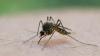 Durch einen Mückenstich soll sich ein Mann im Landkreis Aschaffenburg mit dem West-Nil-Virus angesteckt haben. (Symbolbild)