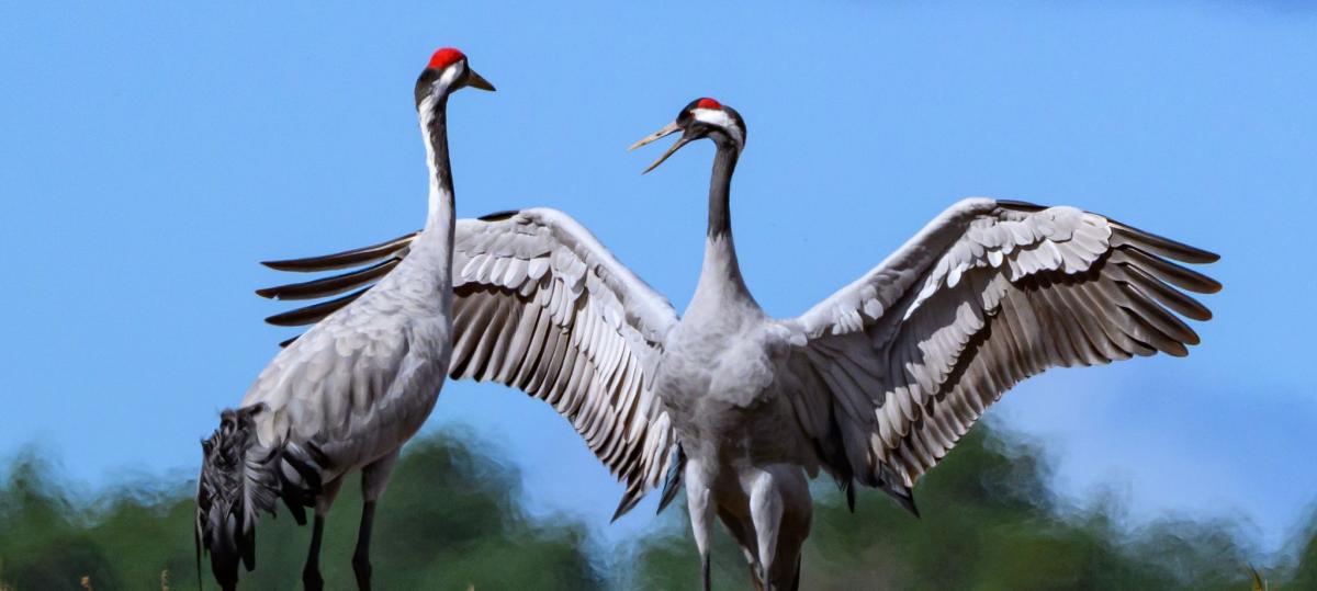 Ausbreitung der Geflügelpest bereitet dem Landsberger Veterinäramt „erhebliche Sorgen“