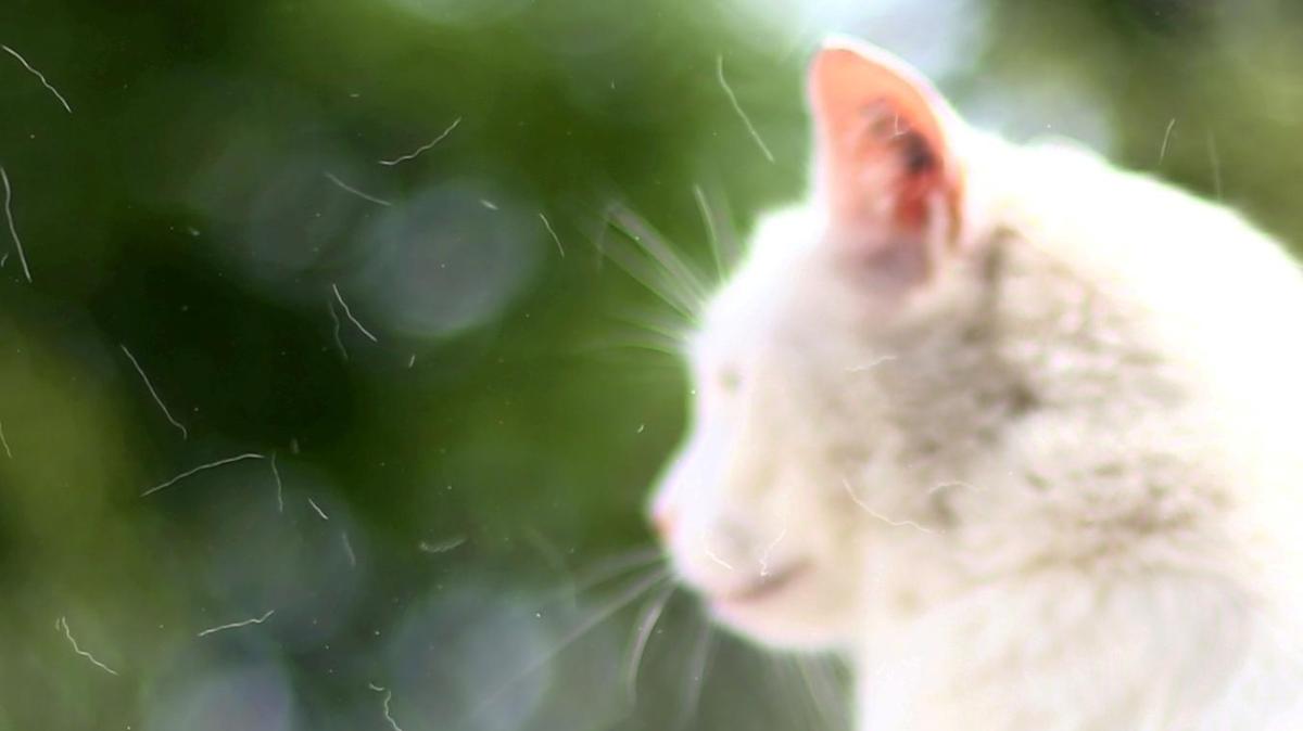 In-diesen-Orten-im-Kreis-Donau-Ries-d-rfen-unkastrierte-Katzen-nicht-mehr-frei-herumlaufen