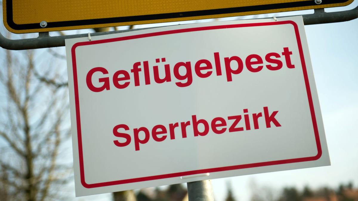 Gefl-gelpest-bleibt-akut-Experten-sehen-keine-Entspannung
