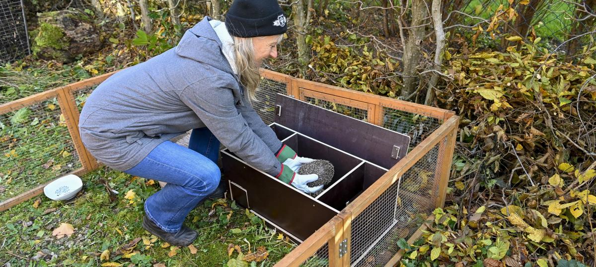 Igel Arthur und der Weg in die Freiheit: Wie kommt er durch den Winter?