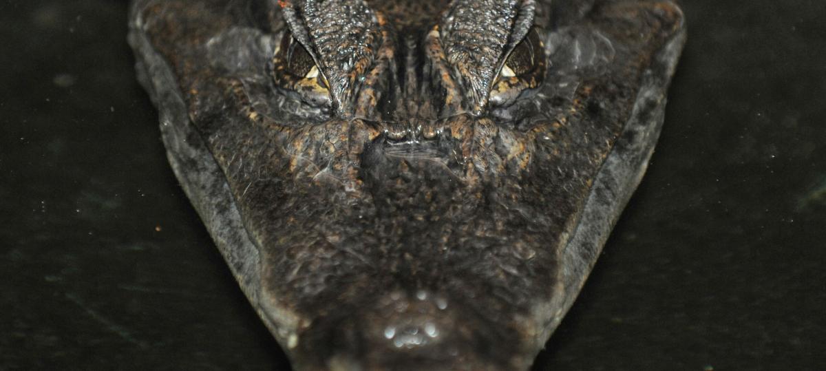 Tennis, Reptilien und ein Bulle aus Bronze: Dafür gibt Bayern das „Sondervermögen“ aus