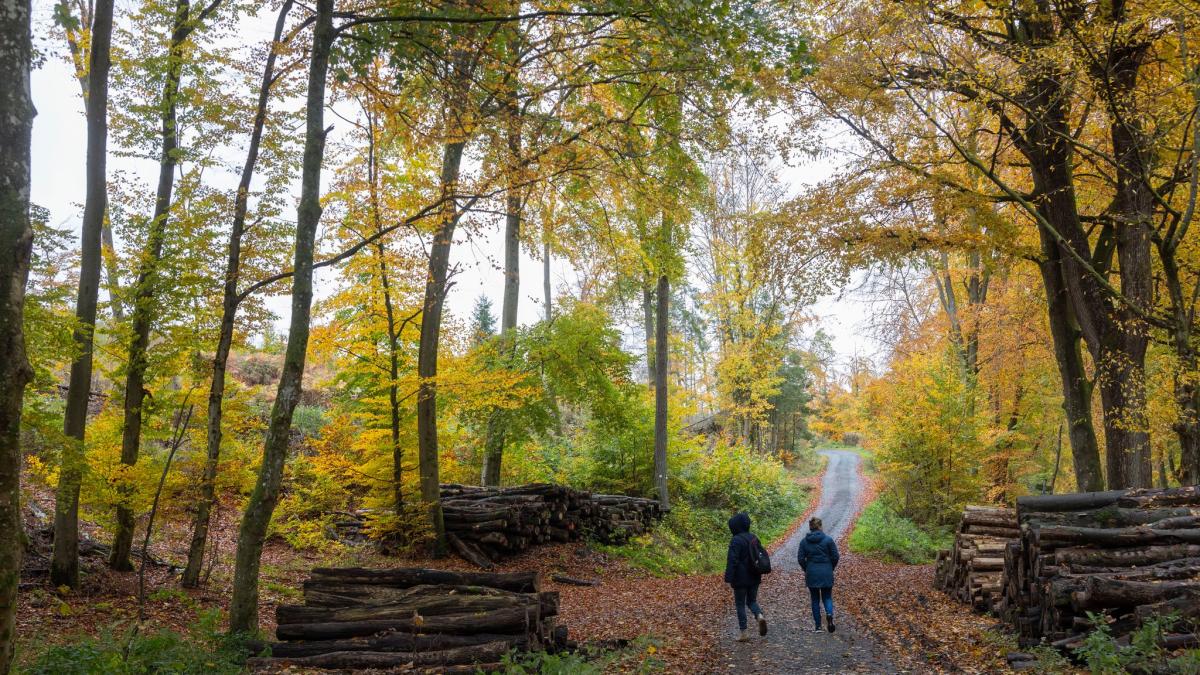 Wie-geht-es-dem-hessischen-Wald-