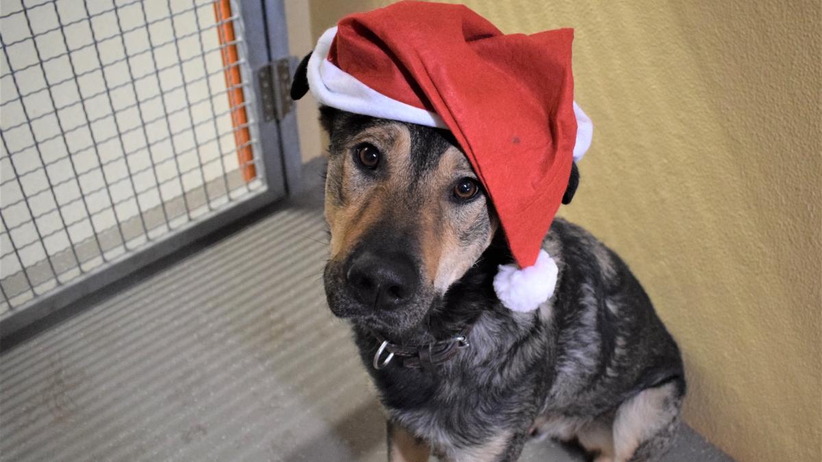 Donaueschingen District Animal Shelter Stops Adopting Animals