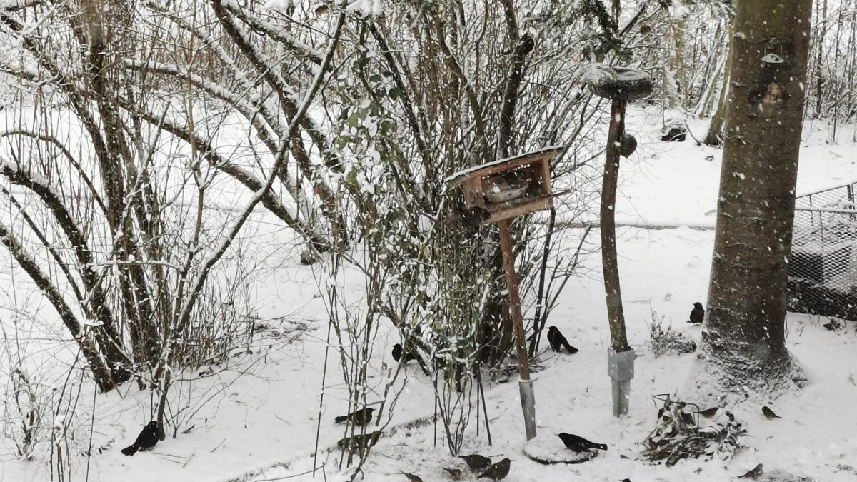 hundertj-hriger-kalender-im-dezember-seit-wann-gibt-es-eigentlich-den-adventskalender