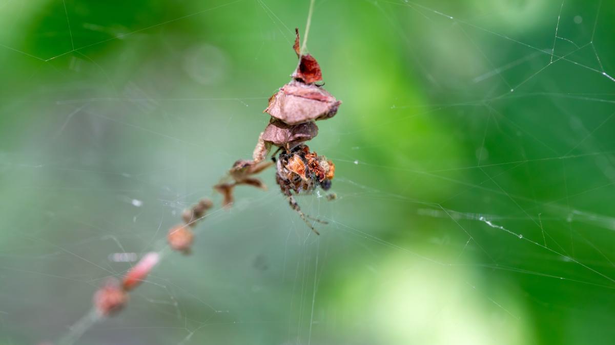 diese-spinnen-t-uschen-fressfeinde-mit-fake-doppelg-ngern-wie-bauen-sie-die-attrappen