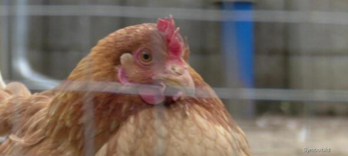 Vogelgrippe im Landkreis: Zahl der Funde sinkt, die Unsicherheit bleibt aber