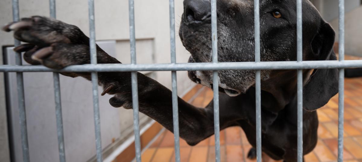 Neues Glück für Vierbeiner – diese Hunde aus Ulm hoffen auf ein neues Zuhause