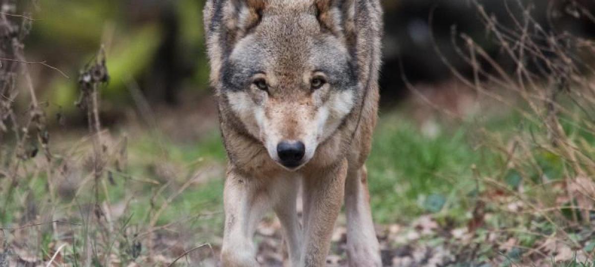 In Ziemetshausen wurden in der Nacht zwei Schafe gerissen – war es ein Wolf?