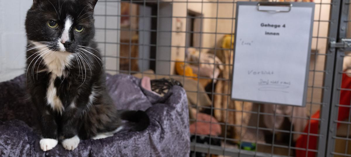 Von der Straße ins Körbchen: Diese Ulmer Katzen warten auf ein neues Zuhause