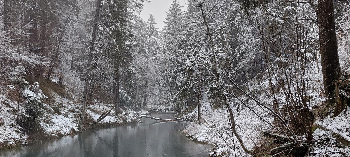 Stadtwerke beginnen Baumfällarbeiten in der Teufelsküche