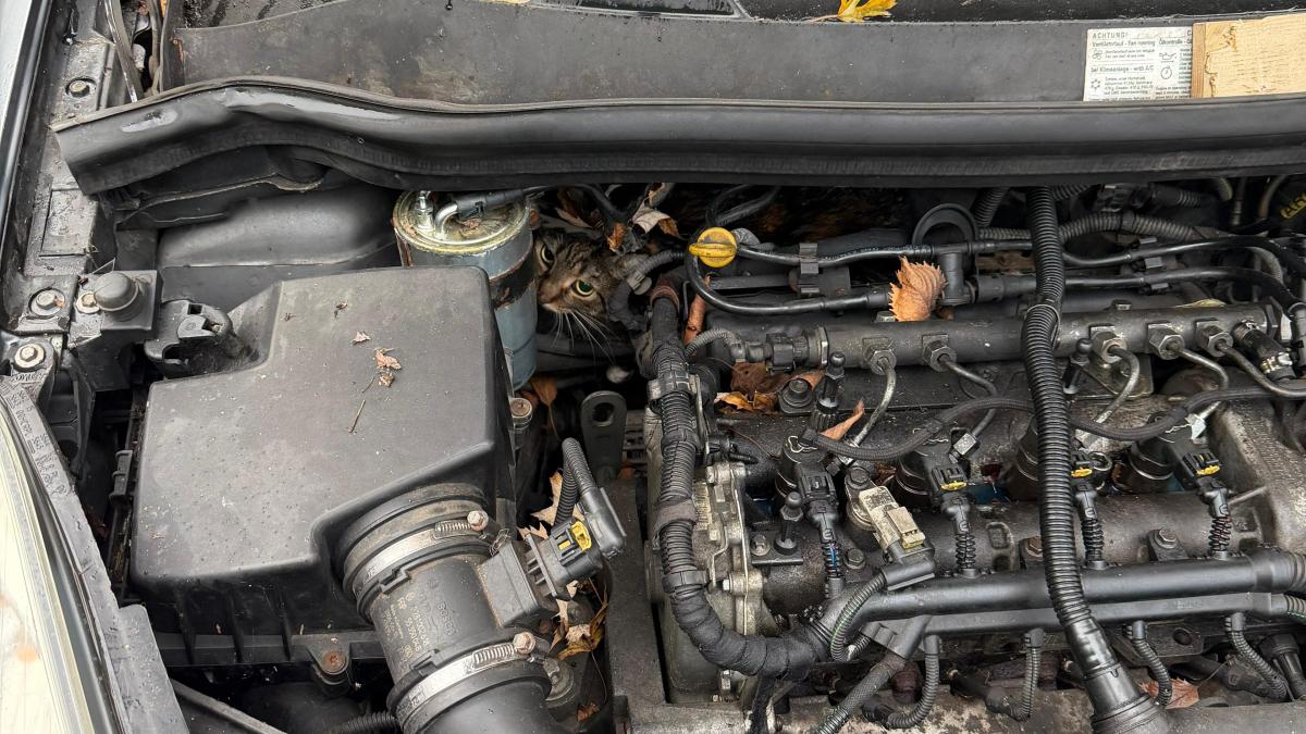 -sie-w-re-sonst-gestorben-feuerwehr-augsburg-befreit-vermisste-katze-aus-motorraum