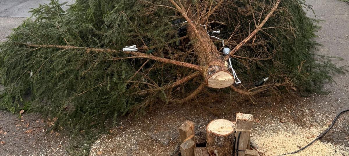 „Ich bin entsetzt“: Unbekannter sägt den Weihnachtsbaum in Oberbechingen um