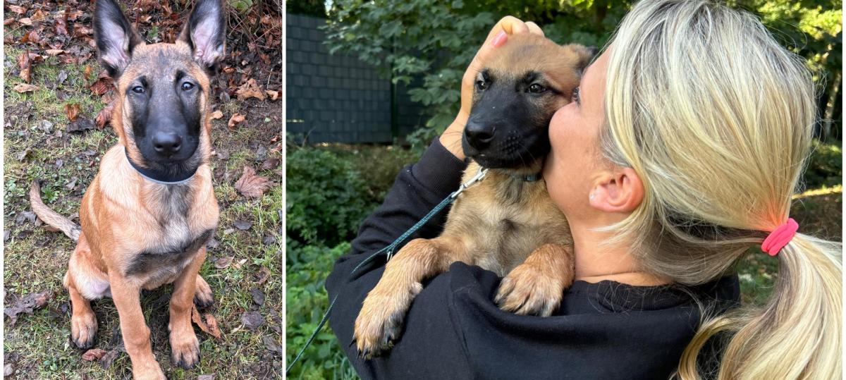 Spürnase und Spielkind: Kjani ist Ulms jüngster Polizeihund