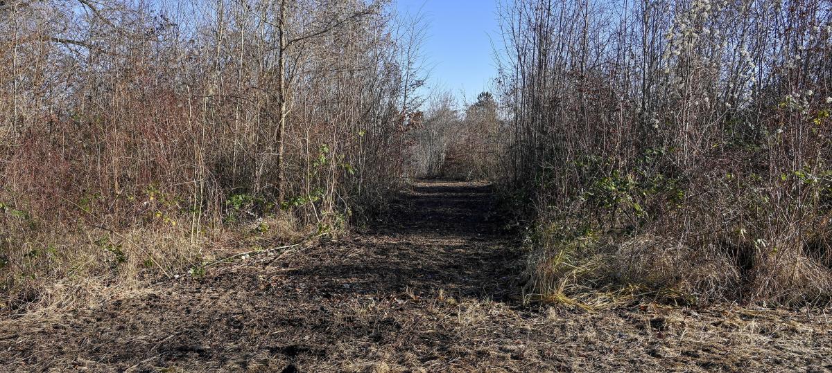 Zustand des „Augsburger Waldes“ sorgt für Unmut