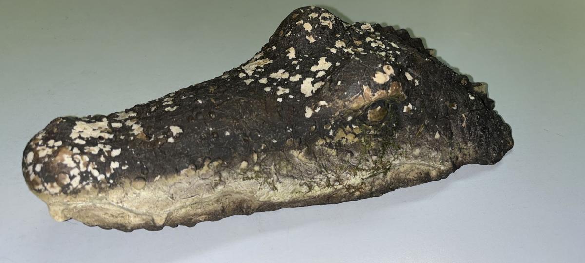 Entwarnung in Jetzendorf: Doch kein Krokodil im Waldweiher