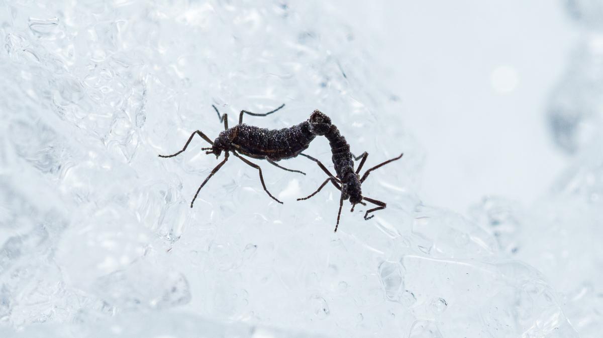 Insekten-in-der-Antarktis-Forscher-machen-beunruhigenden-Fund-fernab-der-Zivilisation